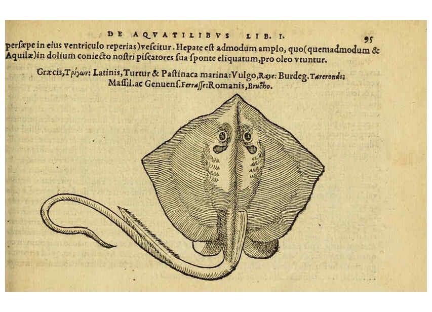 Reproducción/Reproduction 6418686893: Petri Bellonii Cenomani De aquatilibus, libri duo cum [epsilon, iota] conibus ad viuam ipsorum effigiem, quoad eius fieri potuit, expressis ... Parisiis,Apud C. Stephanum,1553