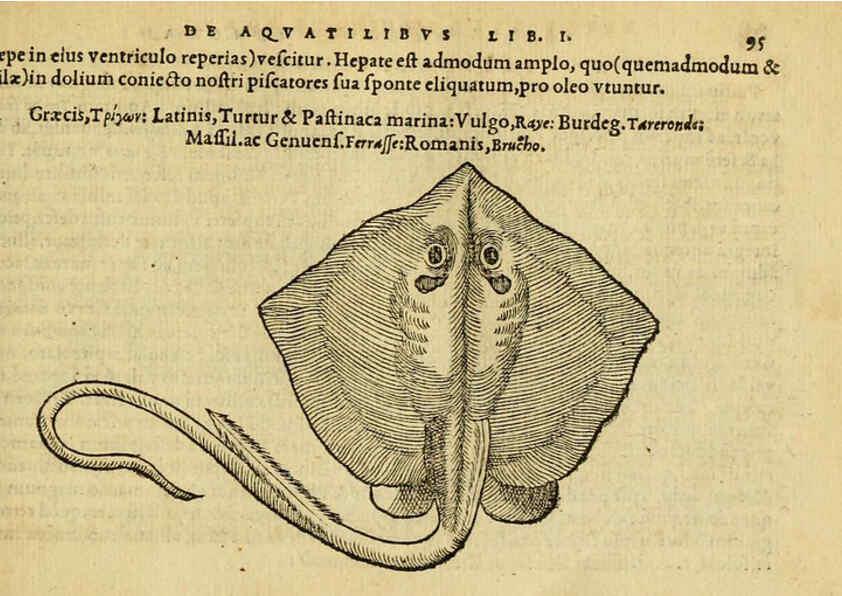 Reproducción/Reproduction 6418686893: Petri Bellonii Cenomani De aquatilibus, libri duo cum [epsilon, iota] conibus ad viuam ipsorum effigiem, quoad eius fieri potuit, expressis ... Parisiis,Apud C. Stephanum,1553
