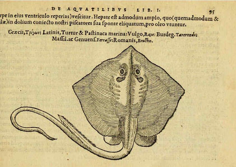 Reproducción/Reproduction 6418686893: Petri Bellonii Cenomani De aquatilibus, libri duo cum [epsilon, iota] conibus ad viuam ipsorum effigiem, quoad eius fieri potuit, expressis ... Parisiis,Apud C. Stephanum,1553