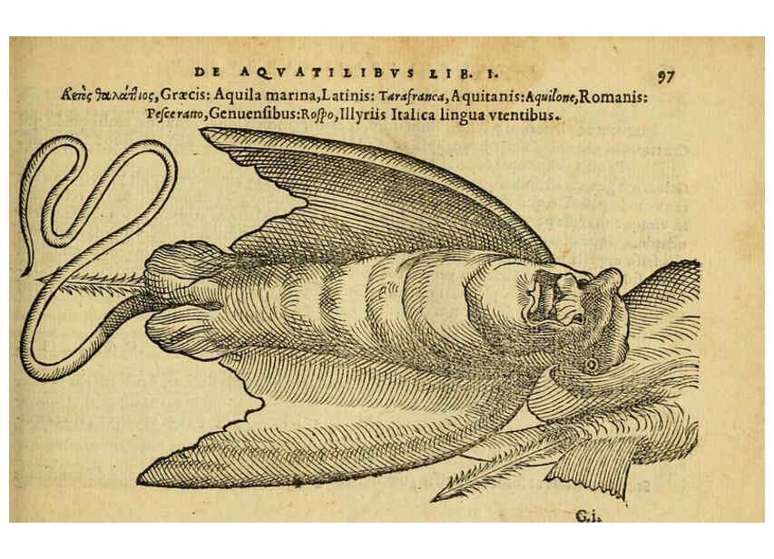 Reproducción/Reproduction 6418687231: Petri Bellonii Cenomani De aquatilibus, libri duo cum [epsilon, iota] conibus ad viuam ipsorum effigiem, quoad eius fieri potuit, expressis ... Parisiis,Apud C. Stephanum,1553