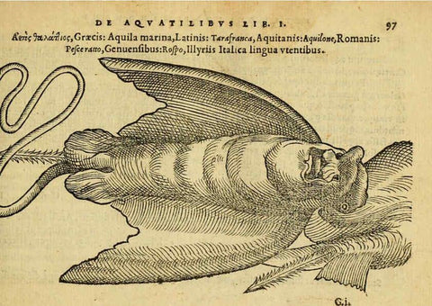 Reproducción/Reproduction 6418687231: Petri Bellonii Cenomani De aquatilibus, libri duo cum [epsilon, iota] conibus ad viuam ipsorum effigiem, quoad eius fieri potuit, expressis ... Parisiis,Apud C. Stephanum,1553