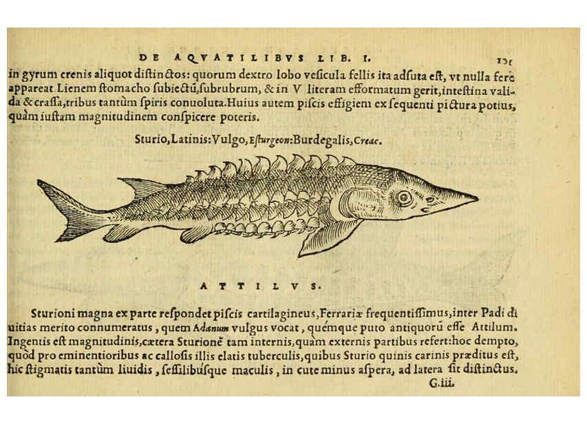 Reproducción/Reproduction 6418687525: Petri Bellonii Cenomani De aquatilibus, libri duo cum [epsilon, iota] conibus ad viuam ipsorum effigiem, quoad eius fieri potuit, expressis ... Parisiis,Apud C. Stephanum,1553