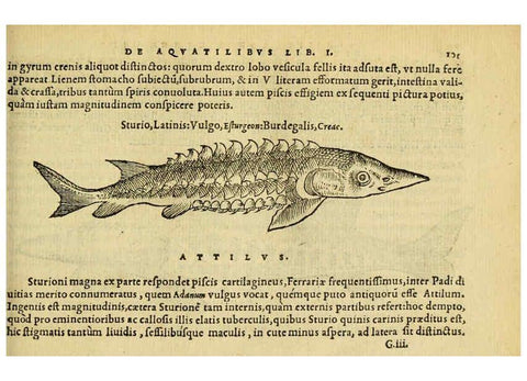 Reproducción/Reproduction 6418687525: Petri Bellonii Cenomani De aquatilibus, libri duo cum [epsilon, iota] conibus ad viuam ipsorum effigiem, quoad eius fieri potuit, expressis ... Parisiis,Apud C. Stephanum,1553