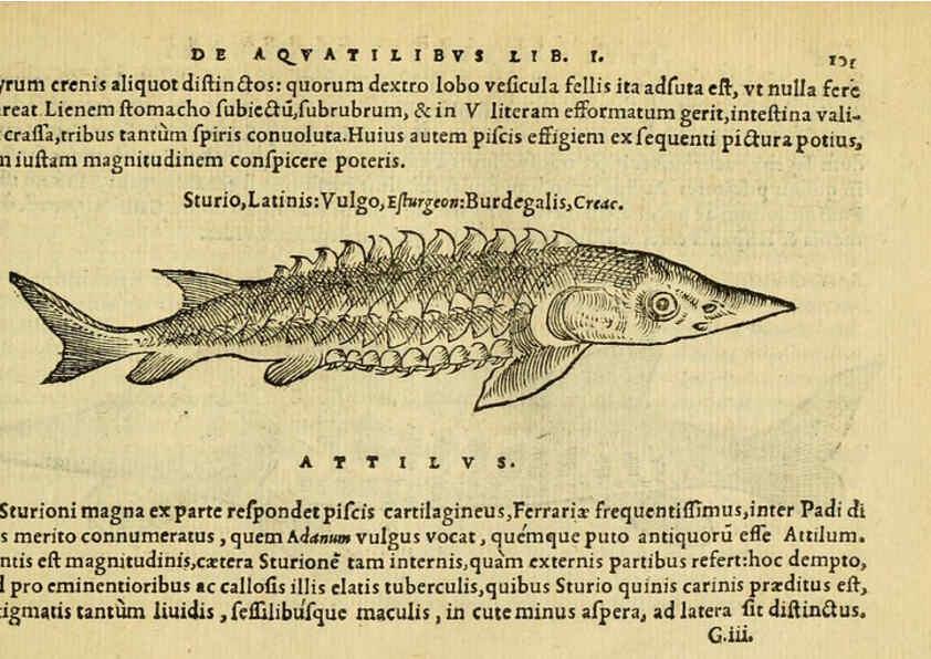 Reproducción/Reproduction 6418687525: Petri Bellonii Cenomani De aquatilibus, libri duo cum [epsilon, iota] conibus ad viuam ipsorum effigiem, quoad eius fieri potuit, expressis ... Parisiis,Apud C. Stephanum,1553