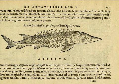 Reproducción/Reproduction 6418687525: Petri Bellonii Cenomani De aquatilibus, libri duo cum [epsilon, iota] conibus ad viuam ipsorum effigiem, quoad eius fieri potuit, expressis ... Parisiis,Apud C. Stephanum,1553