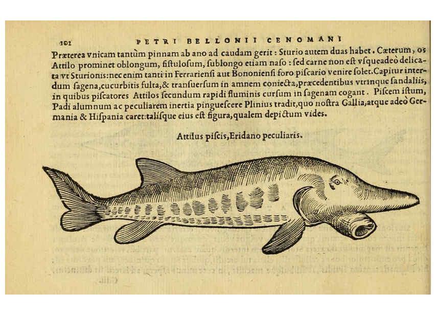 Reproducción/Reproduction 6418687869: Petri Bellonii Cenomani De aquatilibus, libri duo cum [epsilon, iota] conibus ad viuam ipsorum effigiem, quoad eius fieri potuit, expressis ... Parisiis,Apud C. Stephanum,1553