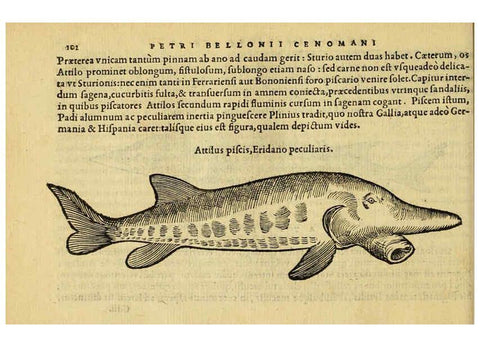 Reproducción/Reproduction 6418687869: Petri Bellonii Cenomani De aquatilibus, libri duo cum [epsilon, iota] conibus ad viuam ipsorum effigiem, quoad eius fieri potuit, expressis ... Parisiis,Apud C. Stephanum,1553