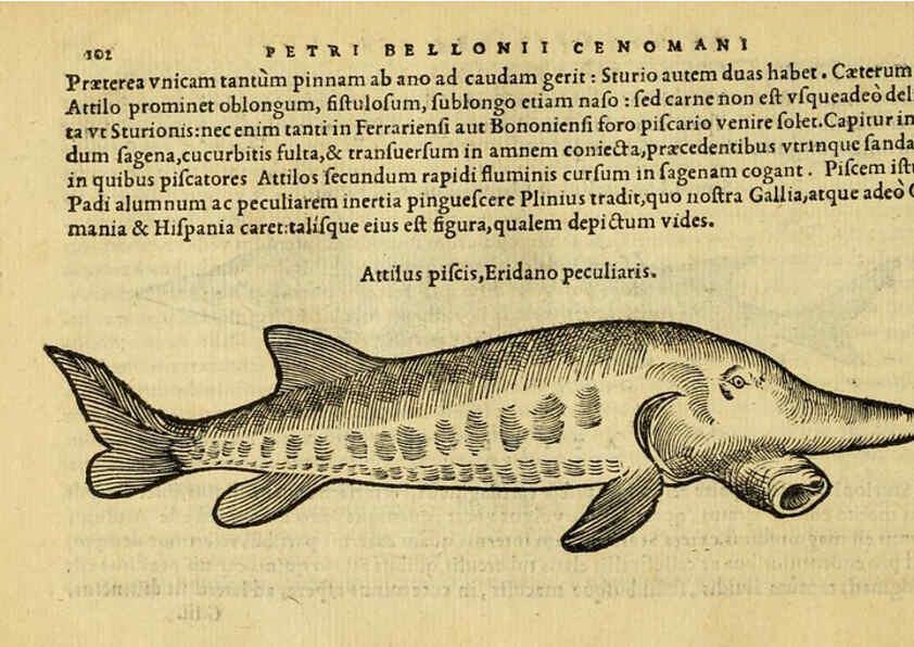 Reproducción/Reproduction 6418687869: Petri Bellonii Cenomani De aquatilibus, libri duo cum [epsilon, iota] conibus ad viuam ipsorum effigiem, quoad eius fieri potuit, expressis ... Parisiis,Apud C. Stephanum,1553