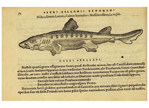 Reproducción/Reproduction 6418681893: Petri Bellonii Cenomani De aquatilibus, libri duo cum [epsilon, iota] conibus ad viuam ipsorum effigiem, quoad eius fieri potuit, expressis ... Parisiis,Apud C. Stephanum,1553
