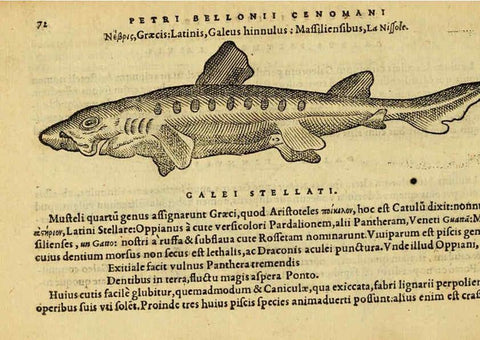 Reproducción/Reproduction 6418681893: Petri Bellonii Cenomani De aquatilibus, libri duo cum [epsilon, iota] conibus ad viuam ipsorum effigiem, quoad eius fieri potuit, expressis ... Parisiis,Apud C. Stephanum,1553