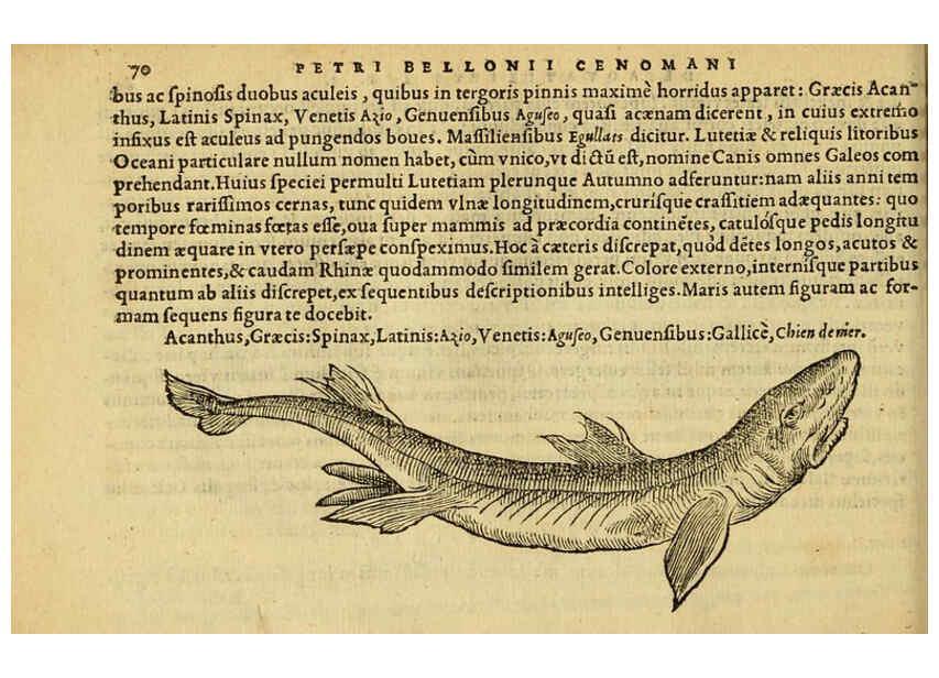 Reproducción/Reproduction 6418681049: Petri Bellonii Cenomani De aquatilibus, libri duo cum [epsilon, iota] conibus ad viuam ipsorum effigiem, quoad eius fieri potuit, expressis ... Parisiis,Apud C. Stephanum,1553