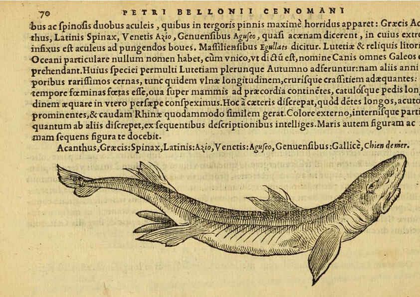 Reproducción/Reproduction 6418681049: Petri Bellonii Cenomani De aquatilibus, libri duo cum [epsilon, iota] conibus ad viuam ipsorum effigiem, quoad eius fieri potuit, expressis ... Parisiis,Apud C. Stephanum,1553