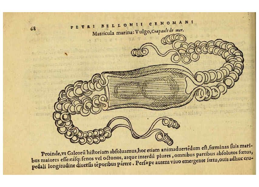 Reproducción/Reproduction 6418680715: Petri Bellonii Cenomani De aquatilibus, libri duo cum [epsilon, iota] conibus ad viuam ipsorum effigiem, quoad eius fieri potuit, expressis ... Parisiis,Apud C. Stephanum,1553