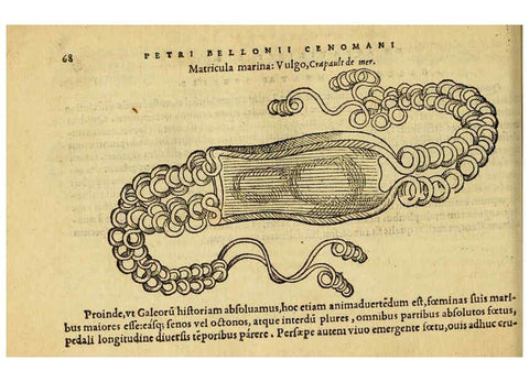 Reproducción/Reproduction 6418680715: Petri Bellonii Cenomani De aquatilibus, libri duo cum [epsilon, iota] conibus ad viuam ipsorum effigiem, quoad eius fieri potuit, expressis ... Parisiis,Apud C. Stephanum,1553