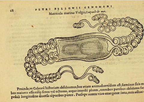 Reproducción/Reproduction 6418680715: Petri Bellonii Cenomani De aquatilibus, libri duo cum [epsilon, iota] conibus ad viuam ipsorum effigiem, quoad eius fieri potuit, expressis ... Parisiis,Apud C. Stephanum,1553