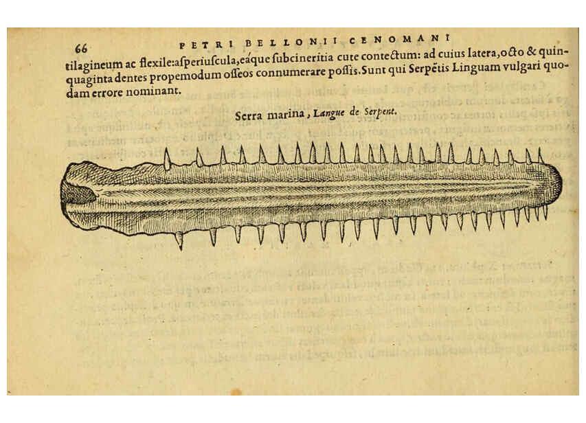 Reproducción/Reproduction 6418680371: Petri Bellonii Cenomani De aquatilibus, libri duo cum [epsilon, iota] conibus ad viuam ipsorum effigiem, quoad eius fieri potuit, expressis ... Parisiis,Apud C. Stephanum,1553