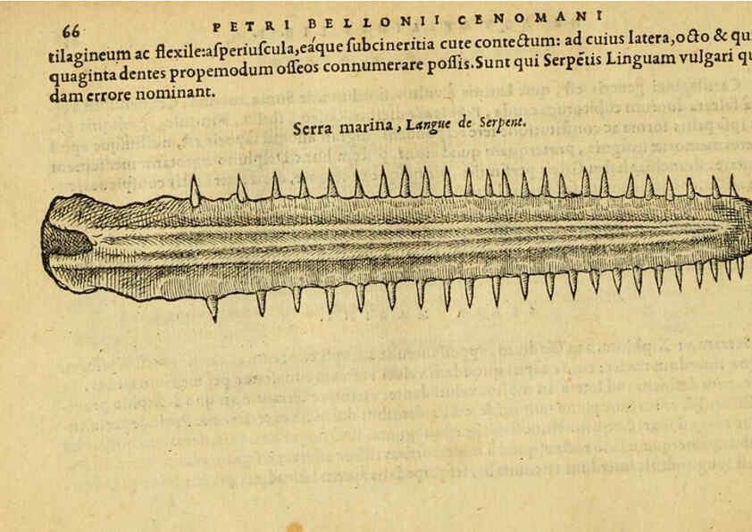 Reproducción/Reproduction 6418680371: Petri Bellonii Cenomani De aquatilibus, libri duo cum [epsilon, iota] conibus ad viuam ipsorum effigiem, quoad eius fieri potuit, expressis ... Parisiis,Apud C. Stephanum,1553