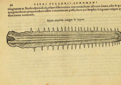 Reproducción/Reproduction 6418680371: Petri Bellonii Cenomani De aquatilibus, libri duo cum [epsilon, iota] conibus ad viuam ipsorum effigiem, quoad eius fieri potuit, expressis ... Parisiis,Apud C. Stephanum,1553