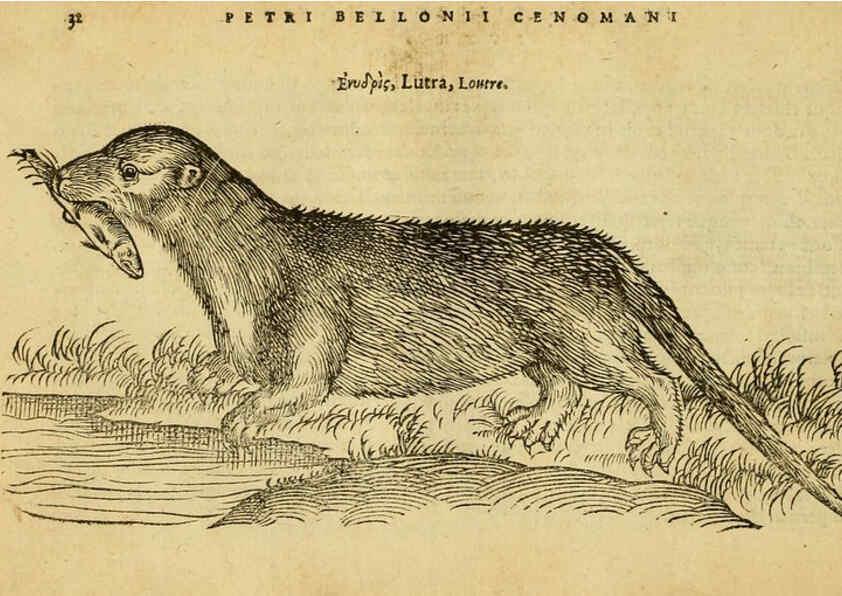 Reproducción/Reproduction 6418674135: Petri Bellonii Cenomani De aquatilibus, libri duo cum [epsilon, iota] conibus ad viuam ipsorum effigiem, quoad eius fieri potuit, expressis ... Parisiis,Apud C. Stephanum,1553