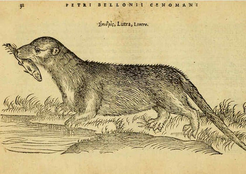 Reproducción/Reproduction 6418674135: Petri Bellonii Cenomani De aquatilibus, libri duo cum [epsilon, iota] conibus ad viuam ipsorum effigiem, quoad eius fieri potuit, expressis ... Parisiis,Apud C. Stephanum,1553