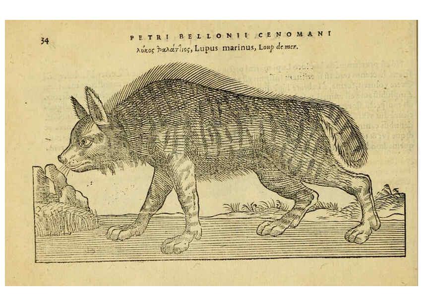 Reproducción/Reproduction 6418674477: Petri Bellonii Cenomani De aquatilibus, libri duo cum [epsilon, iota] conibus ad viuam ipsorum effigiem, quoad eius fieri potuit, expressis ... Parisiis,Apud C. Stephanum,1553