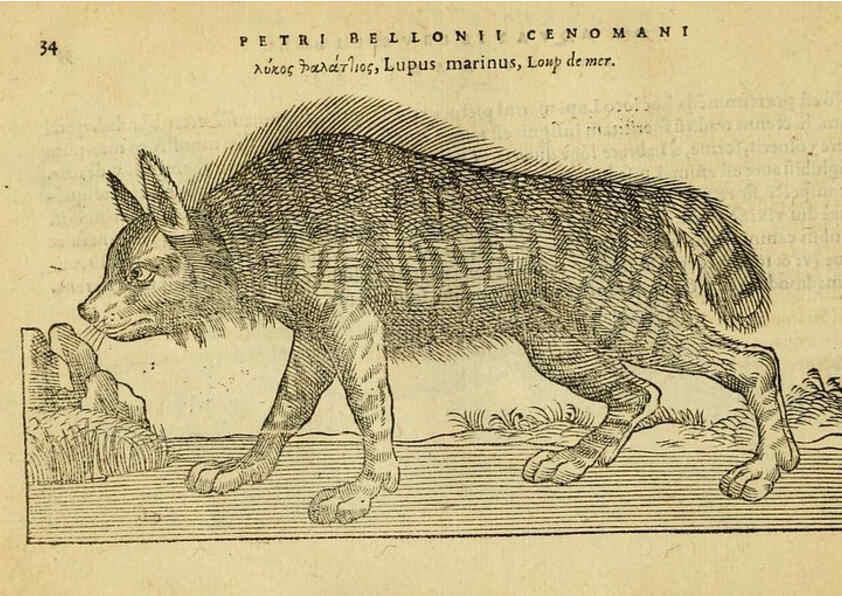 Reproducción/Reproduction 6418674477: Petri Bellonii Cenomani De aquatilibus, libri duo cum [epsilon, iota] conibus ad viuam ipsorum effigiem, quoad eius fieri potuit, expressis ... Parisiis,Apud C. Stephanum,1553