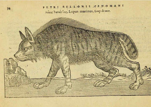 Reproducción/Reproduction 6418674477: Petri Bellonii Cenomani De aquatilibus, libri duo cum [epsilon, iota] conibus ad viuam ipsorum effigiem, quoad eius fieri potuit, expressis ... Parisiis,Apud C. Stephanum,1553