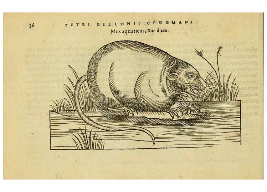Reproducción/Reproduction 6418674781: Petri Bellonii Cenomani De aquatilibus, libri duo cum [epsilon, iota] conibus ad viuam ipsorum effigiem, quoad eius fieri potuit, expressis ... Parisiis,Apud C. Stephanum,1553