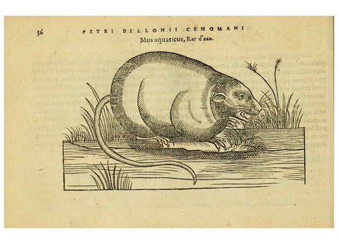 Reproducción/Reproduction 6418674781: Petri Bellonii Cenomani De aquatilibus, libri duo cum [epsilon, iota] conibus ad viuam ipsorum effigiem, quoad eius fieri potuit, expressis ... Parisiis,Apud C. Stephanum,1553