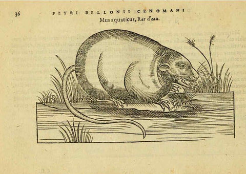 Reproducción/Reproduction 6418674781: Petri Bellonii Cenomani De aquatilibus, libri duo cum [epsilon, iota] conibus ad viuam ipsorum effigiem, quoad eius fieri potuit, expressis ... Parisiis,Apud C. Stephanum,1553