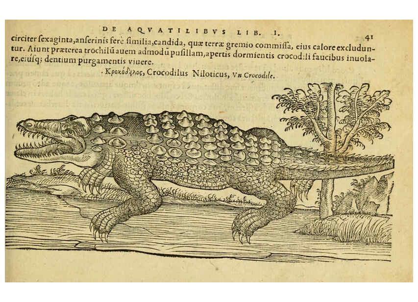 Reproducción/Reproduction 6418675409: Petri Bellonii Cenomani De aquatilibus, libri duo cum [epsilon, iota] conibus ad viuam ipsorum effigiem, quoad eius fieri potuit, expressis ... Parisiis,Apud C. Stephanum,1553