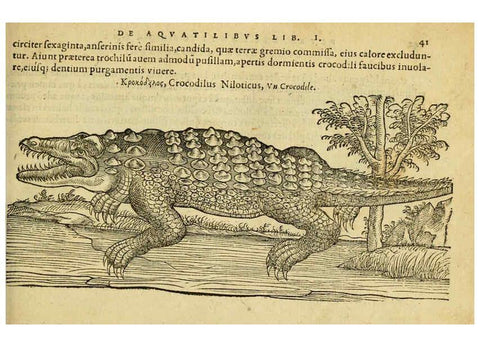 Reproducción/Reproduction 6418675409: Petri Bellonii Cenomani De aquatilibus, libri duo cum [epsilon, iota] conibus ad viuam ipsorum effigiem, quoad eius fieri potuit, expressis ... Parisiis,Apud C. Stephanum,1553