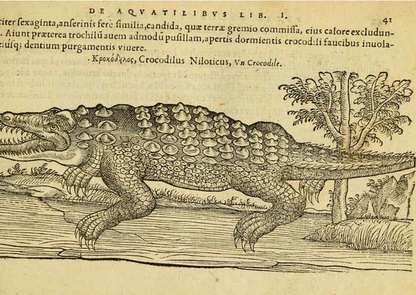 Reproducción/Reproduction 6418675409: Petri Bellonii Cenomani De aquatilibus, libri duo cum [epsilon, iota] conibus ad viuam ipsorum effigiem, quoad eius fieri potuit, expressis ... Parisiis,Apud C. Stephanum,1553