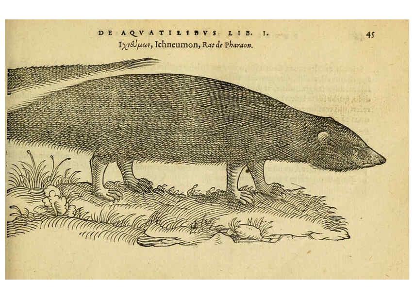 Reproducción/Reproduction 6418676421: Petri Bellonii Cenomani De aquatilibus, libri duo cum [epsilon, iota] conibus ad viuam ipsorum effigiem, quoad eius fieri potuit, expressis ... Parisiis,Apud C. Stephanum,1553