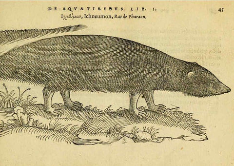 Reproducción/Reproduction 6418676421: Petri Bellonii Cenomani De aquatilibus, libri duo cum [epsilon, iota] conibus ad viuam ipsorum effigiem, quoad eius fieri potuit, expressis ... Parisiis,Apud C. Stephanum,1553