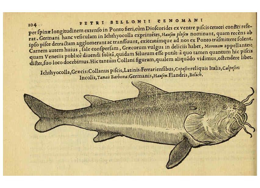 Reproducción/Reproduction 6418688163: Petri Bellonii Cenomani De aquatilibus, libri duo cum [epsilon, iota] conibus ad viuam ipsorum effigiem, quoad eius fieri potuit, expressis ... Parisiis,Apud C. Stephanum,1553