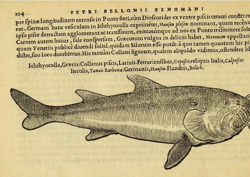 Reproducción/Reproduction 6418688163: Petri Bellonii Cenomani De aquatilibus, libri duo cum [epsilon, iota] conibus ad viuam ipsorum effigiem, quoad eius fieri potuit, expressis ... Parisiis,Apud C. Stephanum,1553