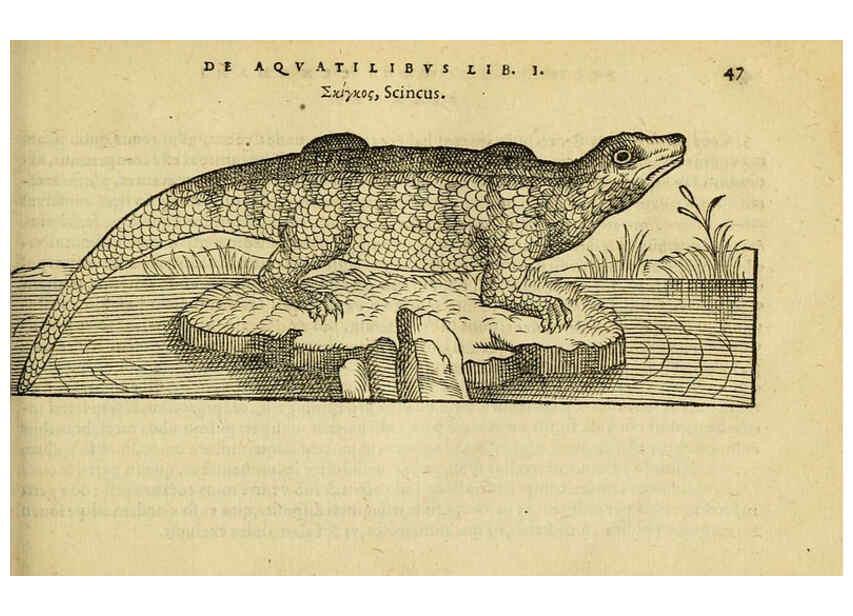 Reproducción/Reproduction 6418676909: Petri Bellonii Cenomani De aquatilibus, libri duo cum [epsilon, iota] conibus ad viuam ipsorum effigiem, quoad eius fieri potuit, expressis ... Parisiis,Apud C. Stephanum,1553