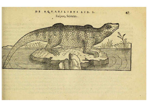 Reproducción/Reproduction 6418676909: Petri Bellonii Cenomani De aquatilibus, libri duo cum [epsilon, iota] conibus ad viuam ipsorum effigiem, quoad eius fieri potuit, expressis ... Parisiis,Apud C. Stephanum,1553