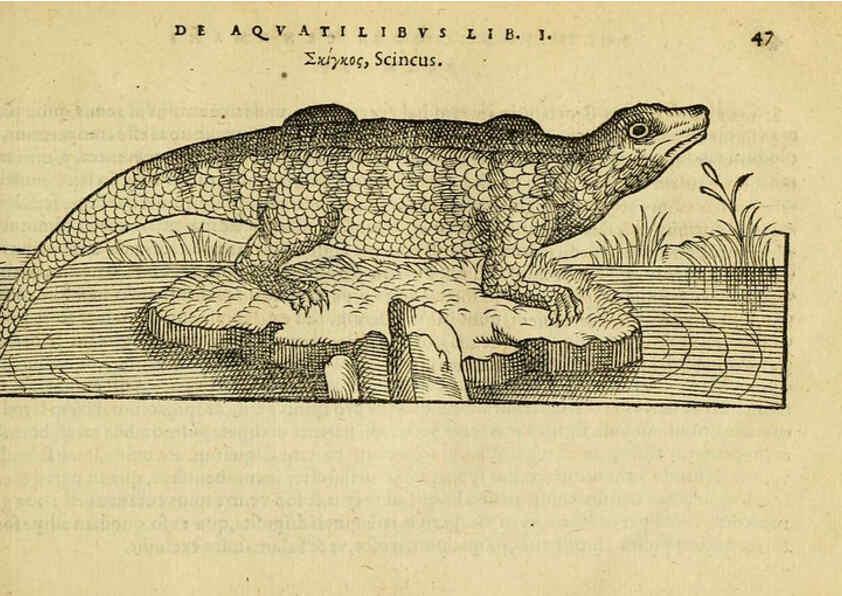 Reproducción/Reproduction 6418676909: Petri Bellonii Cenomani De aquatilibus, libri duo cum [epsilon, iota] conibus ad viuam ipsorum effigiem, quoad eius fieri potuit, expressis ... Parisiis,Apud C. Stephanum,1553