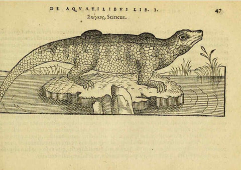 Reproducción/Reproduction 6418676909: Petri Bellonii Cenomani De aquatilibus, libri duo cum [epsilon, iota] conibus ad viuam ipsorum effigiem, quoad eius fieri potuit, expressis ... Parisiis,Apud C. Stephanum,1553