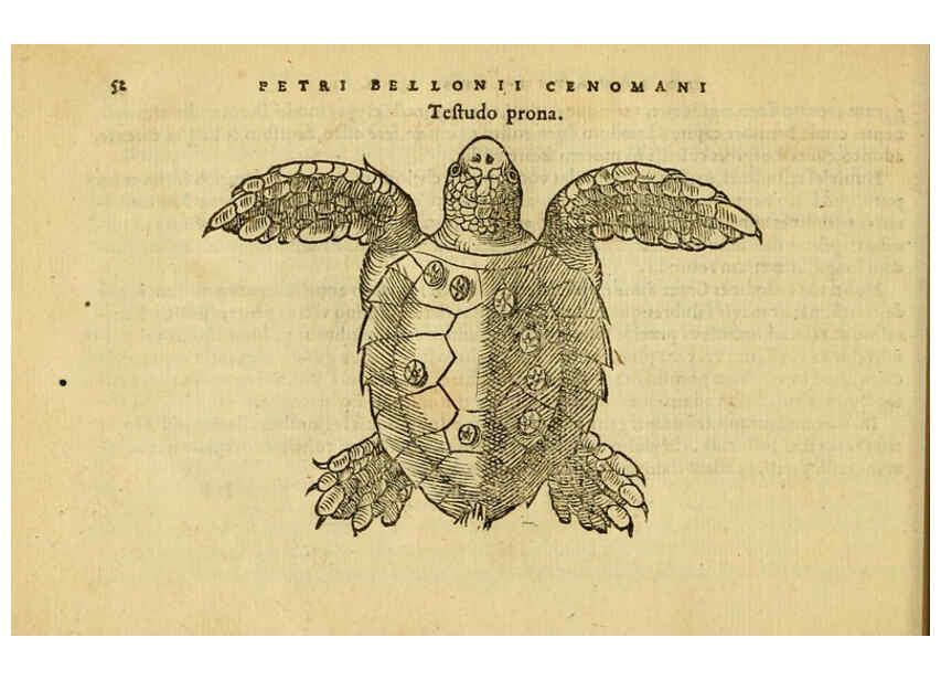 Reproducción/Reproduction 6418677731: Petri Bellonii Cenomani De aquatilibus, libri duo cum [epsilon, iota] conibus ad viuam ipsorum effigiem, quoad eius fieri potuit, expressis ... Parisiis,Apud C. Stephanum,1553