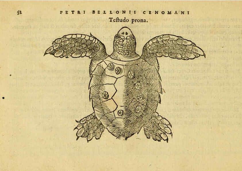 Reproducción/Reproduction 6418677731: Petri Bellonii Cenomani De aquatilibus, libri duo cum [epsilon, iota] conibus ad viuam ipsorum effigiem, quoad eius fieri potuit, expressis ... Parisiis,Apud C. Stephanum,1553