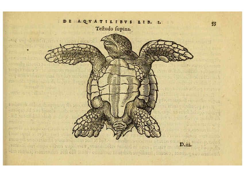 Reproducción/Reproduction 6418678035: Petri Bellonii Cenomani De aquatilibus, libri duo cum [epsilon, iota] conibus ad viuam ipsorum effigiem, quoad eius fieri potuit, expressis ... Parisiis,Apud C. Stephanum,1553
