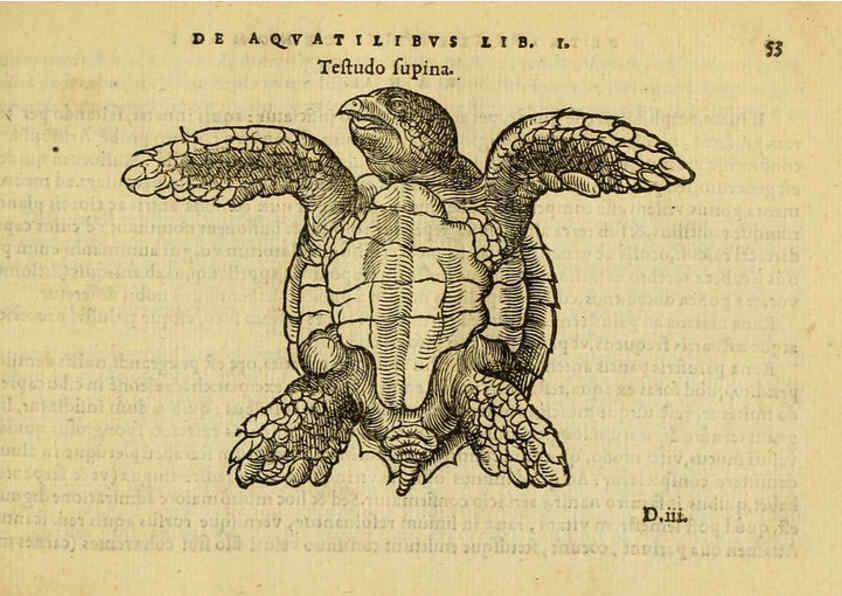 Reproducción/Reproduction 6418678035: Petri Bellonii Cenomani De aquatilibus, libri duo cum [epsilon, iota] conibus ad viuam ipsorum effigiem, quoad eius fieri potuit, expressis ... Parisiis,Apud C. Stephanum,1553