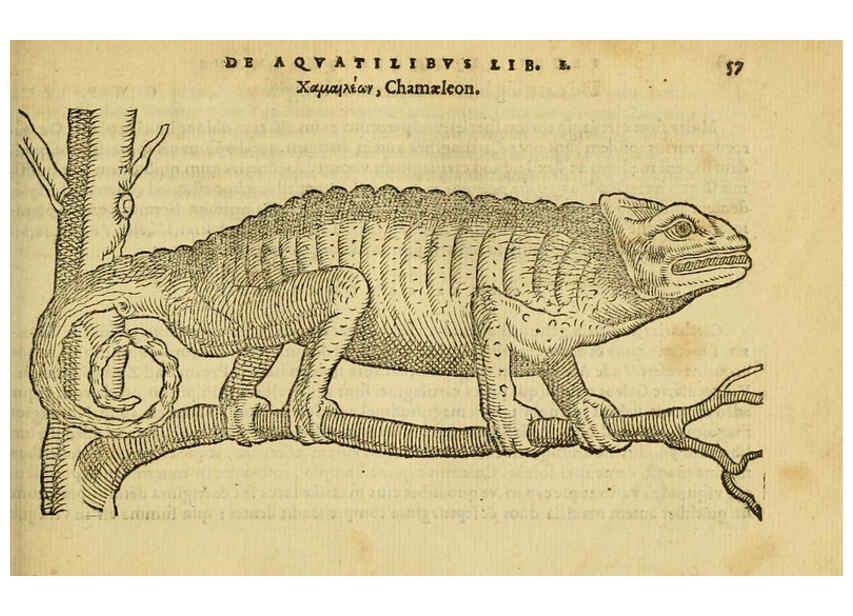 Reproducción/Reproduction 6418678331: Petri Bellonii Cenomani De aquatilibus, libri duo cum [epsilon, iota] conibus ad viuam ipsorum effigiem, quoad eius fieri potuit, expressis ... Parisiis,Apud C. Stephanum,1553
