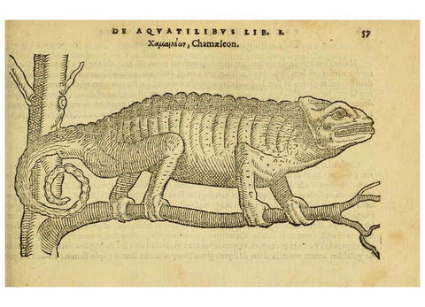 Reproducción/Reproduction 6418678331: Petri Bellonii Cenomani De aquatilibus, libri duo cum [epsilon, iota] conibus ad viuam ipsorum effigiem, quoad eius fieri potuit, expressis ... Parisiis,Apud C. Stephanum,1553