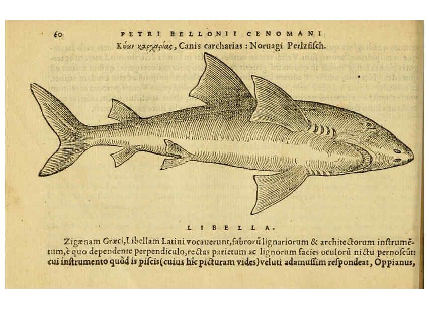 Reproducción/Reproduction 6418678619: Petri Bellonii Cenomani De aquatilibus, libri duo cum [epsilon, iota] conibus ad viuam ipsorum effigiem, quoad eius fieri potuit, expressis ... Parisiis,Apud C. Stephanum,1553