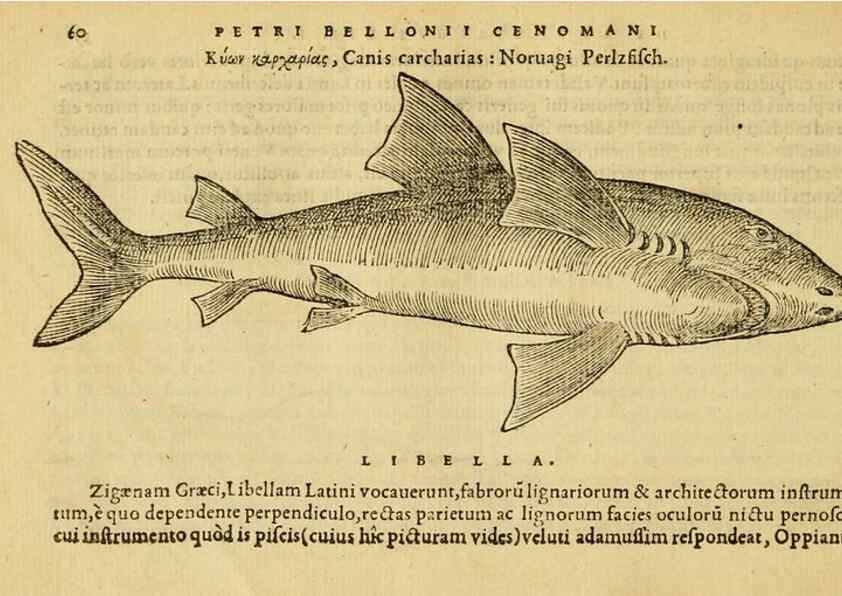 Reproducción/Reproduction 6418678619: Petri Bellonii Cenomani De aquatilibus, libri duo cum [epsilon, iota] conibus ad viuam ipsorum effigiem, quoad eius fieri potuit, expressis ... Parisiis,Apud C. Stephanum,1553