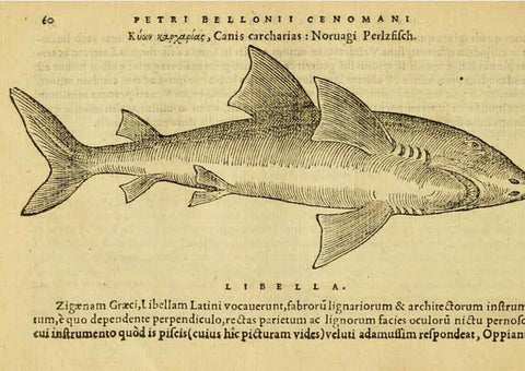 Reproducción/Reproduction 6418678619: Petri Bellonii Cenomani De aquatilibus, libri duo cum [epsilon, iota] conibus ad viuam ipsorum effigiem, quoad eius fieri potuit, expressis ... Parisiis,Apud C. Stephanum,1553